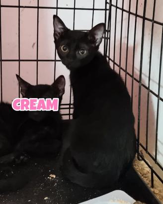 CREAM gattina nera di 4 mesi
