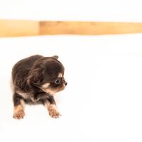 Cucciola chihuahua pelo lungo