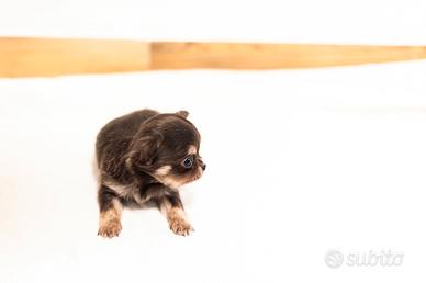 Cucciola chihuahua pelo lungo