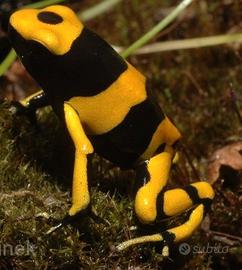Rana freccia dendrobates leucomelas