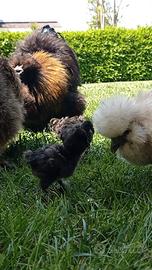Animal