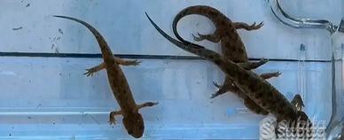 Tritoni pleurodeles