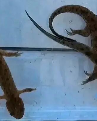 Tritoni pleurodeles