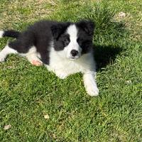 Border collie 3 mesi