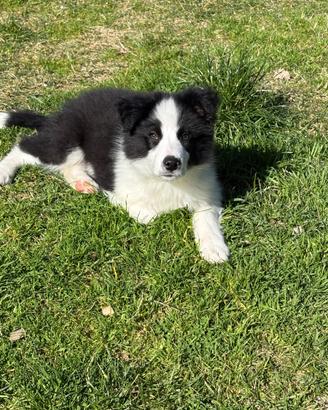 Border collie 3 mesi