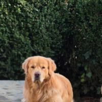Maschio Golden Retriver