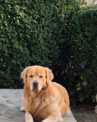 Maschio Golden Retriver