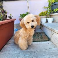 Barboncino Dolcissimo