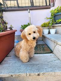 Barboncino Dolcissimo