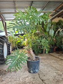 Trendyplants Philodendron Selloum