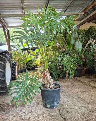 Trendyplants Philodendron Selloum