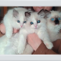 Dolcissimi Ragdoll con pedigree