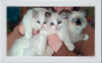 Dolcissimi Ragdoll con pedigree