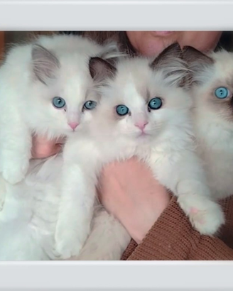Dolcissimi Ragdoll con pedigree