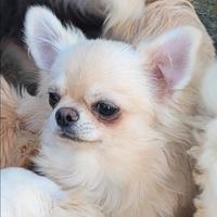 Chihuahua cucciolo con pedigree enci