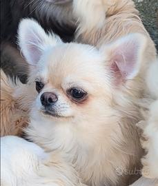 Chihuahua cucciolo con pedigree enci