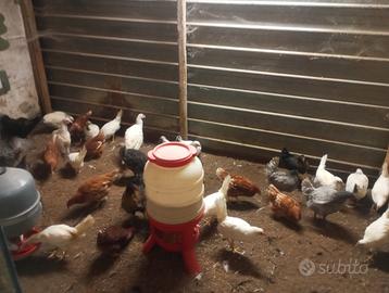 Galline pollastre