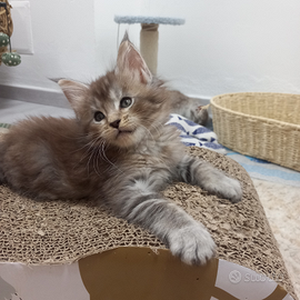 Cucciola maine coon con pedigree