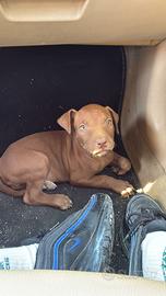 Cucciolo di pitbull red nose ukc