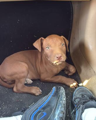 Cucciolo di pitbull red nose ukc