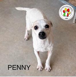 ADOZIONE PENNY - femmina mix chihuahua