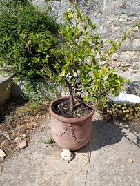 Pianta di Limone in vaso terracotta vintage - 