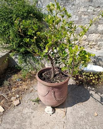 Pianta di Limone in vaso terracotta vintage - 