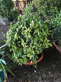 FICUS BENJAMIN , MERAVIGLIOSI!