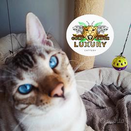 BENGALA MASCHIO SILVER SNOW LYNX 2 anni