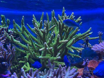 Talee coralli sps semplici acquario marino