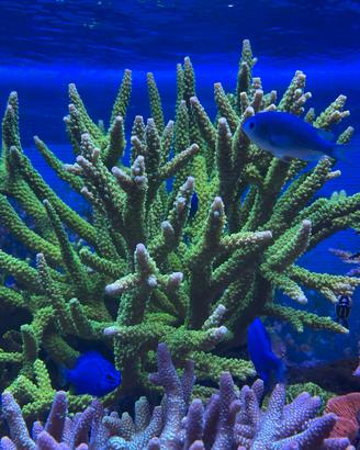 Talee coralli sps semplici acquario marino