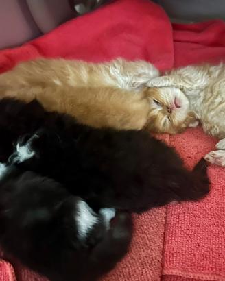 Cuccioli persiani ipertipici