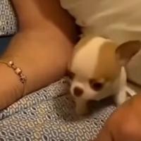 Chihuahua mini