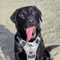 Simil Labrador di 5 anni per adozione