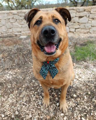 Mix rott super coccolone