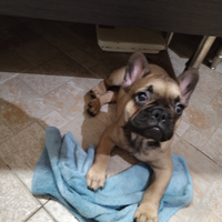Cuccioli di Bouledogue Francese