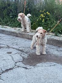Fox terrier