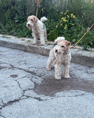 Fox terrier