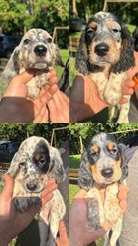 Cuccioli di setter inglese