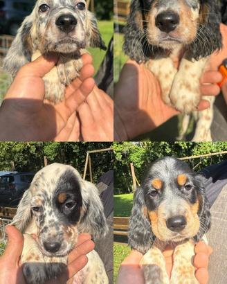 Cuccioli di setter inglese