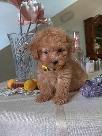 Maltipoo mini cucciola Red