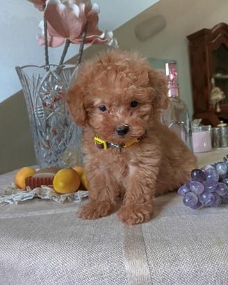 Maltipoo mini cucciola Red
