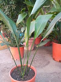 Pianta di piombo - Aspidistra elatior