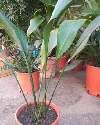 Pianta di piombo - Aspidistra elatior