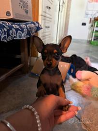 Pinscher nana