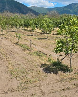 SVENDITA: Noceto a Camposano, vicino Nola (NA)