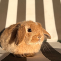 Cuccioli di minilop x ariete nano