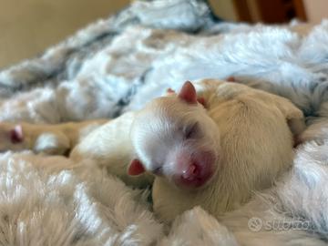 Maltese