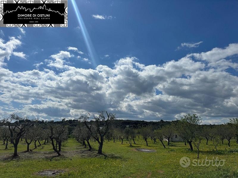 ULIVETO 4200mq in VALLE D'ITRIA - POSSIBILITA' ED - Vista 4