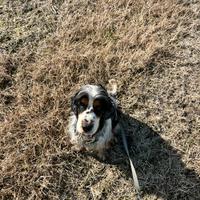 Monta cocker spanile inglese